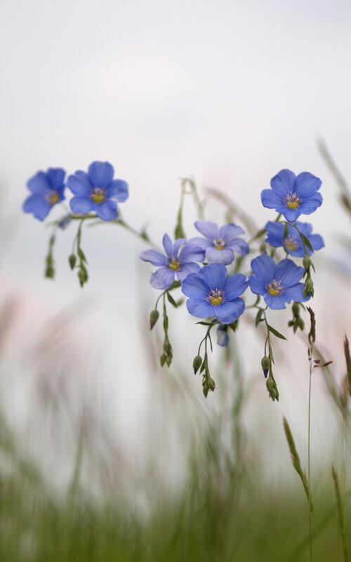 Olej lniany, budwigowy - olej z nasion lnu (250ml) - obrazek 3