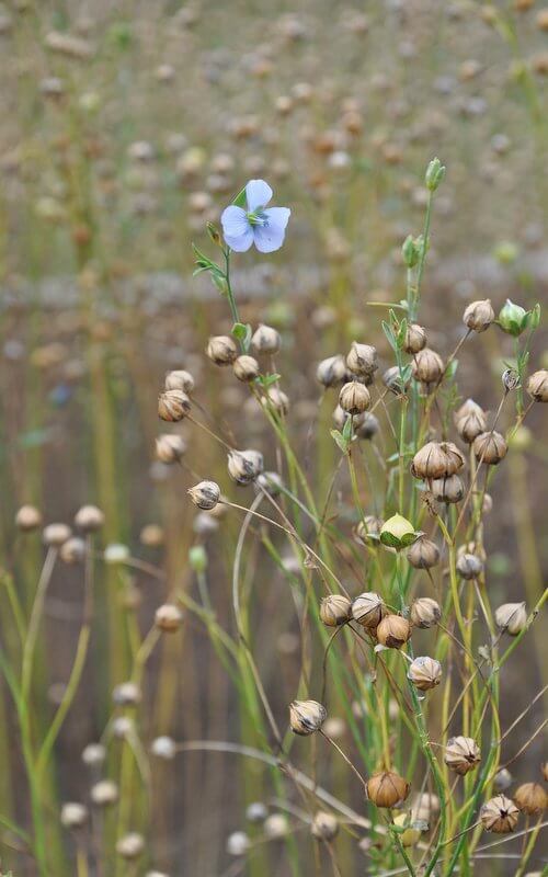 Olej lniany, budwigowy - olej z nasion lnu (250ml) - obrazek 4