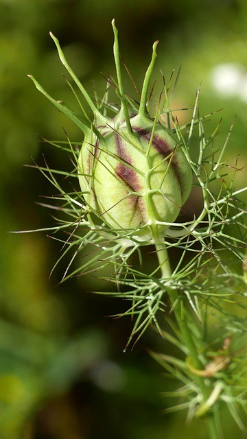 Olej czarnuszkowy - olej z nasion czarnuszki (100ml) - obrazek 3