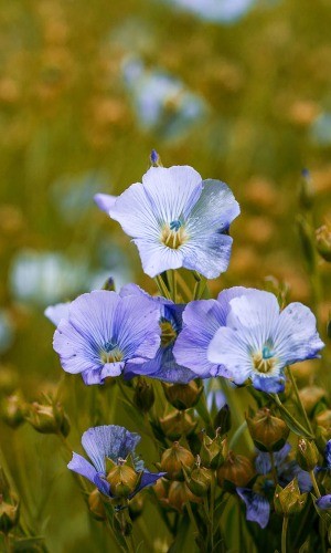 len, olej z nasion lnu - zdrowie i uroda len, olej z nasion lnu - zdrowie i uroda